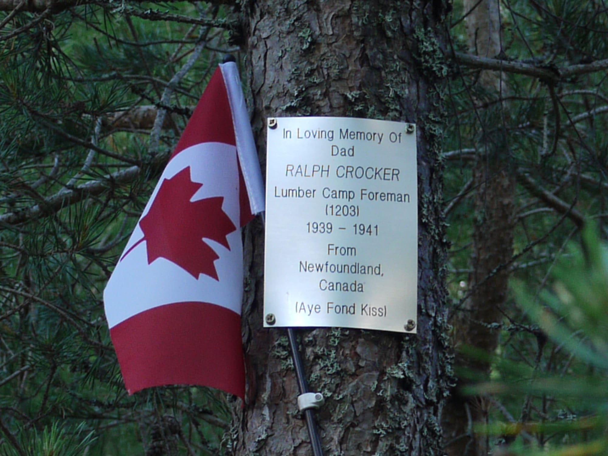 A colour photograph of a pine tree trunk, to which have been affixed a Canadian flag on a short stick and a metal plaque. The plaque reads: In Loving Memory Of Dad, Ralph Crocker, Lumber Camp Foreman (1203), 1939–1941, From Newfoundland Canada (Aye Fond Kiss).